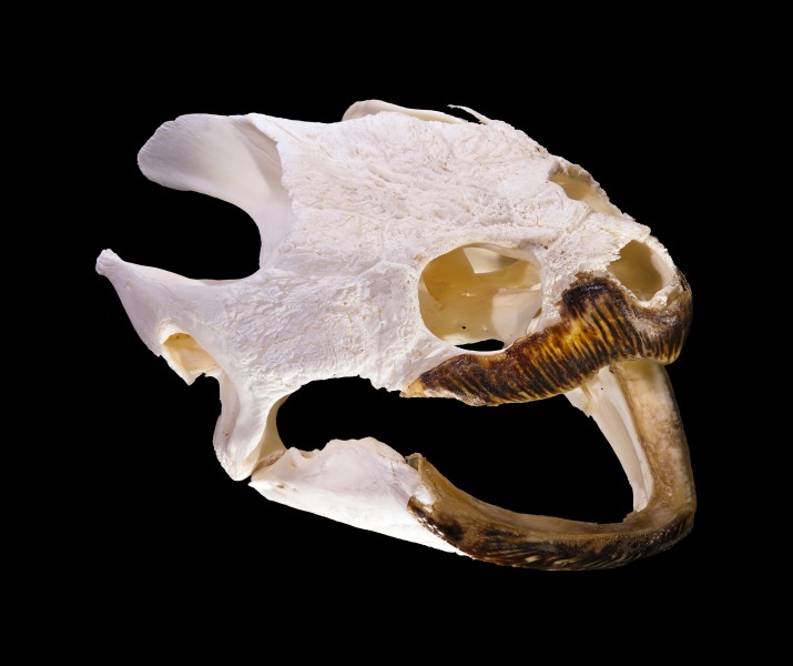 Tortue serpentine Louisiane