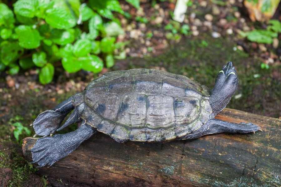 Tortuga de orejas amarillas (Trachemys scripta scripta), Jardín Botánico, Múnich, Alemania, 2013-09-08, DD 02