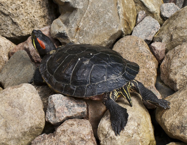 Tortuga de orejas rojas (Trachemys scripta elegans), jardín botánico de Tallin, Estonia, 2012-08-12, DD 01