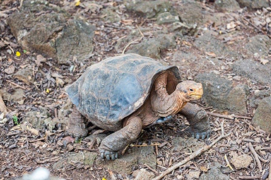 Tortuga gigante de San Cristóbal (Chelonoidis chathamensis), isla Santa Cruz, islas Galápagos, Ecuador, 2015-07-26, DD 08