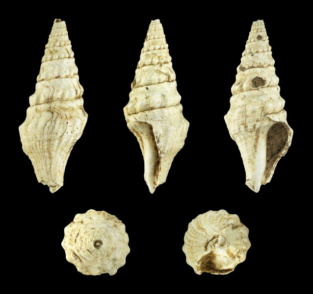 Trachelochetus romanus 01