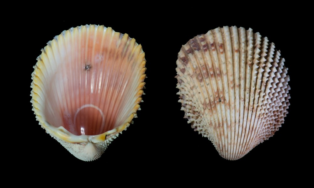 Trachycardium isocardia in Margarita island