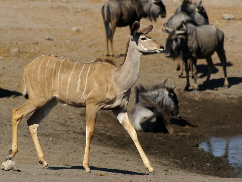 Tragelaphus strepsiceros (female)