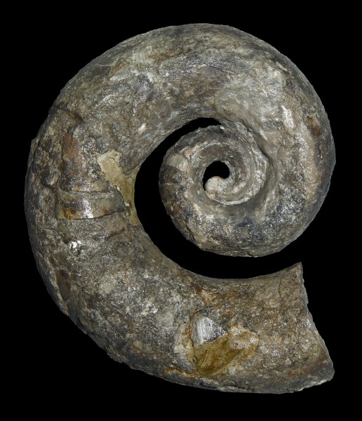Tragoceras falcatum 01