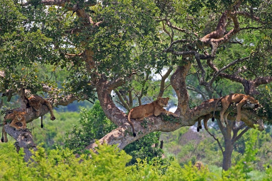 Tree-climbing lions (Panthera leo)