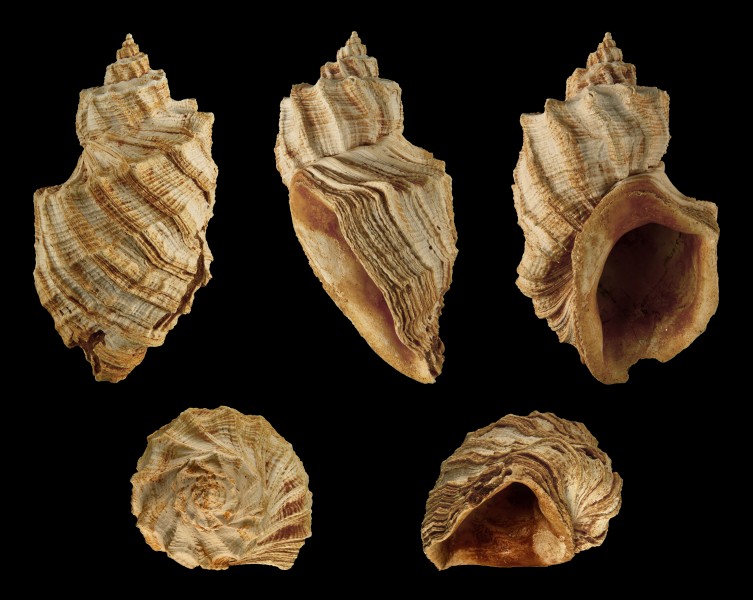 Trigonostoma acutangula 01