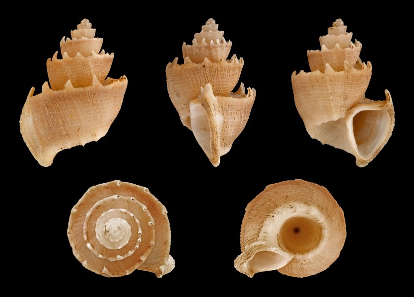 Trigonostoma antiquatum 01