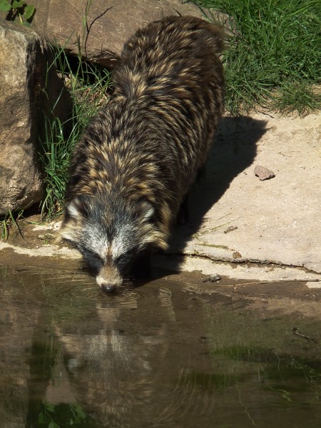 Trinkender Marderhund Wildpark Pforzheim