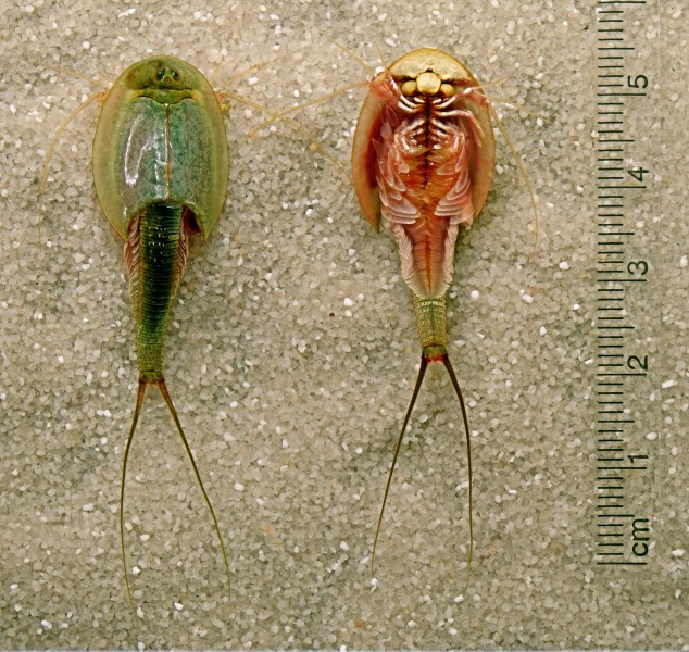 Triops-longicaudatus-dorsal-ventral-edit
