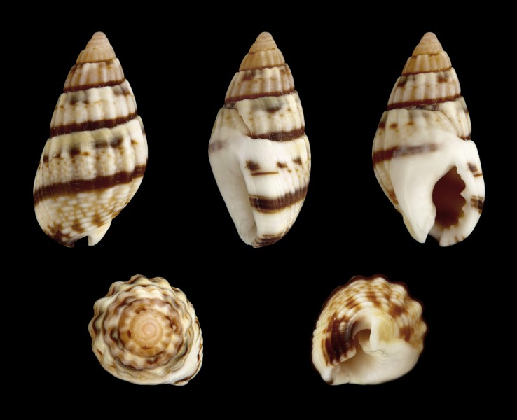 Tritia cuvierii 01