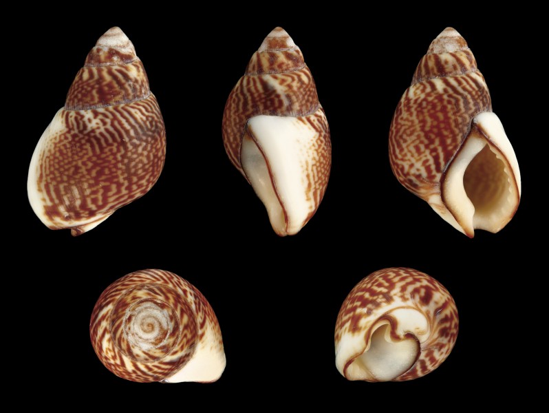 Tritia pfeifferi 01