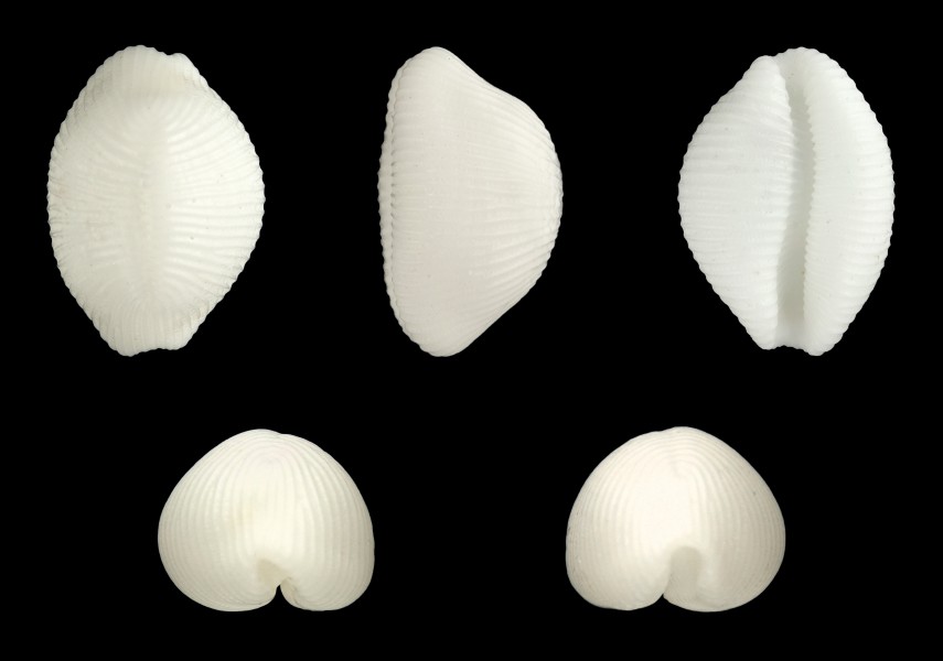 Trivirostra oryza 01