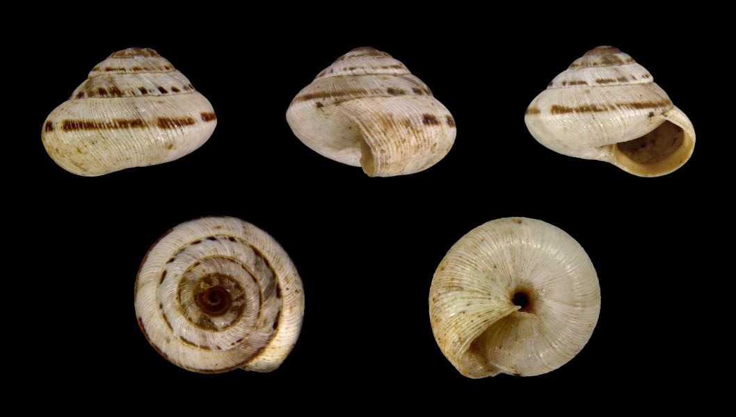Trochoidea pyramidata 01