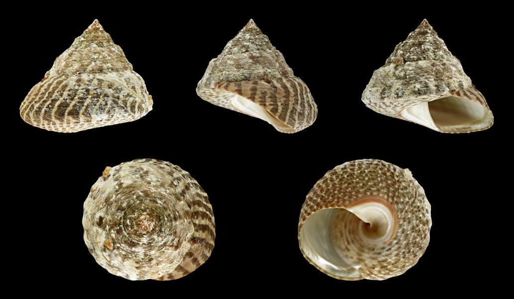 Trochus erithreus 02
