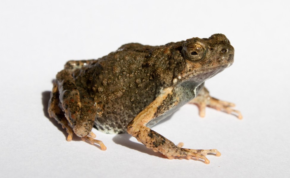 Tungara Frog Engystomops pustulosus