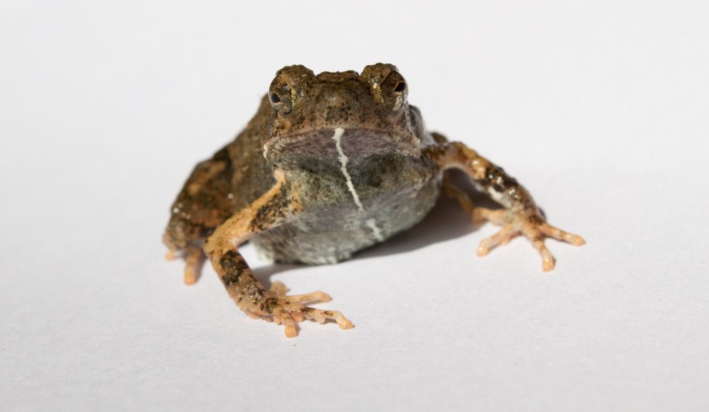 Tungara Frog female Engystomops pustulosus