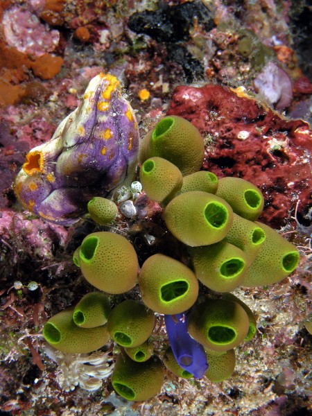 Tunicate medley komodo