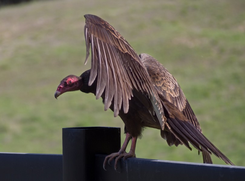 Turkey vultures (01745)a
