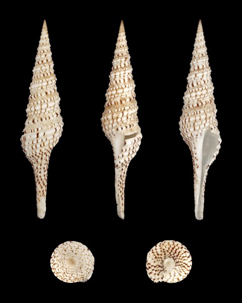 Turris crispa crispa 01