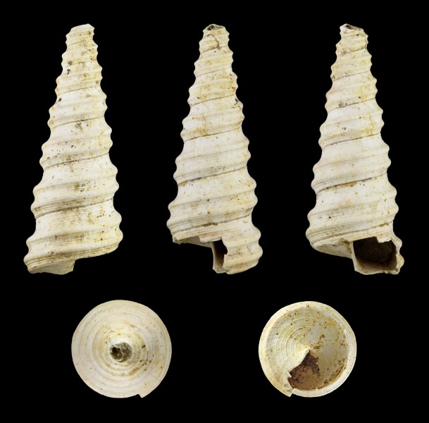 Turritella bicarinata 01