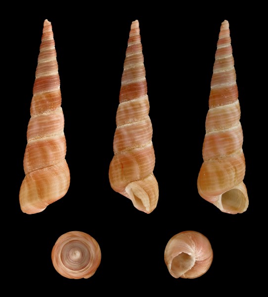 Turritella communis 01