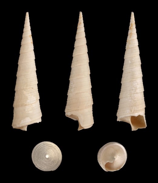 Turritella imbricataria 01