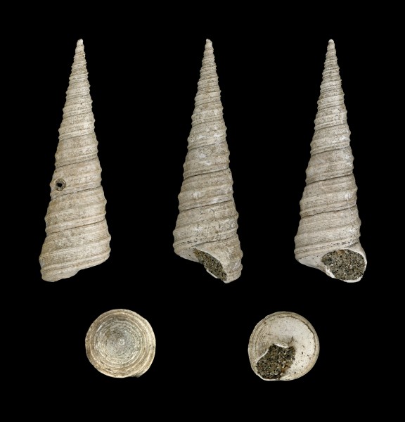 Turritella incrassata 01