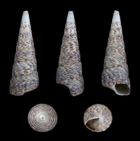 Turritella lentiginosa 01