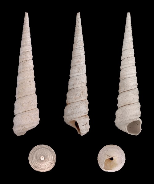 Turritella pontoni 01