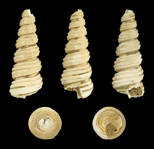 Turritella semisulcata 01