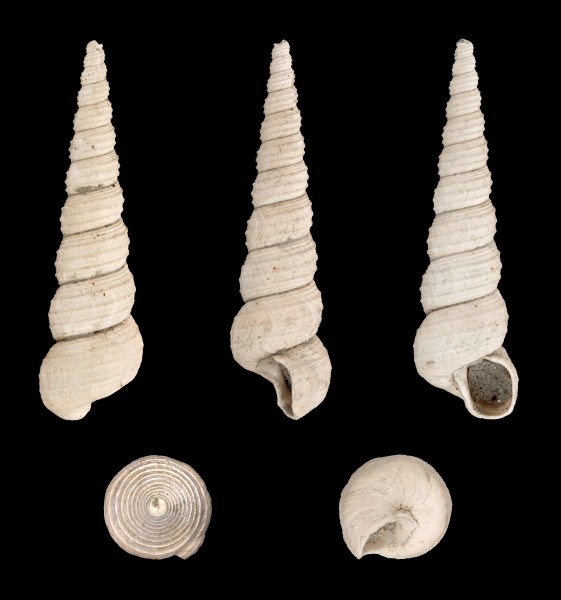 Turritella tricarinata 01