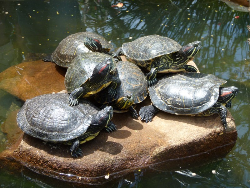 Turtles.on.a.stone.in.brazil