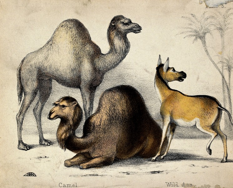 Two camels and a wild ass before palm trees. Coloured chalk Wellcome V0020465