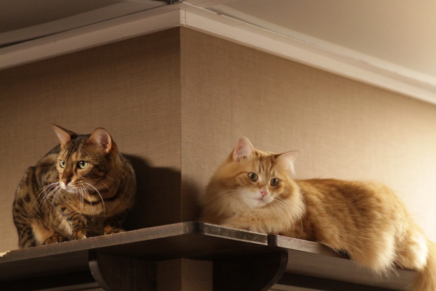 Two Cats in a Corner