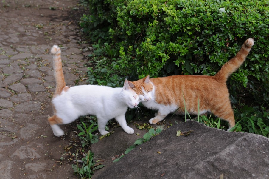 Two orange tabby cats greeting by rubbing-Hisashi-01