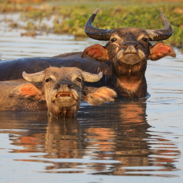 Two water buffaloes bathing at sunset