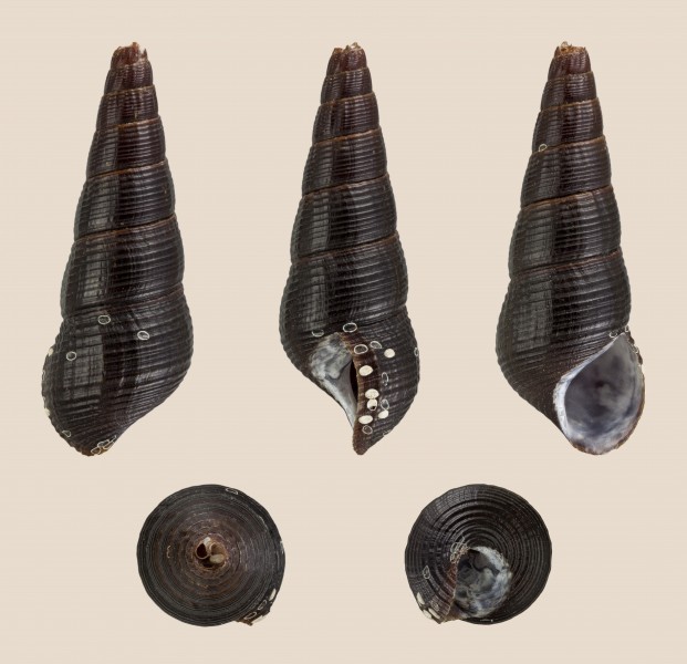 Tylomelania cf. baskasti 01