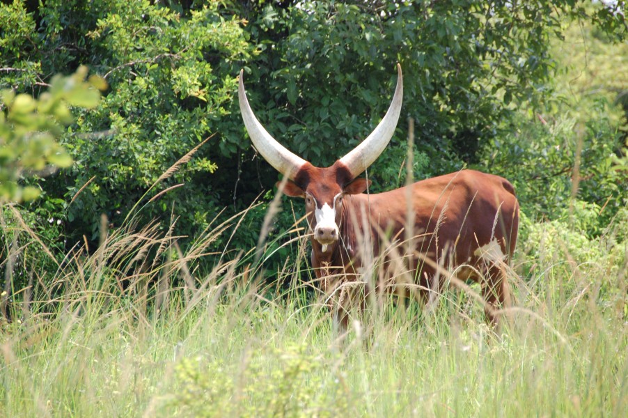 Ugandan Cow (2732467247)
