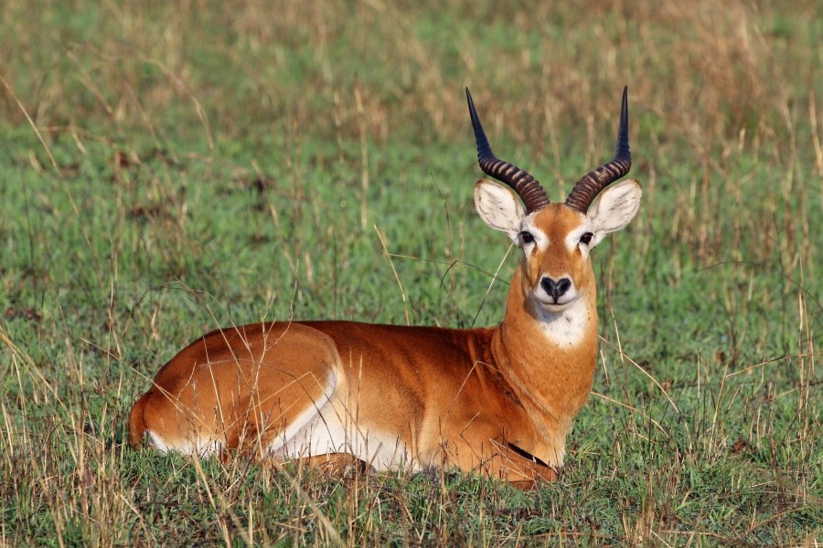 Ugandan kob (Kobus kob thomasi) male 2
