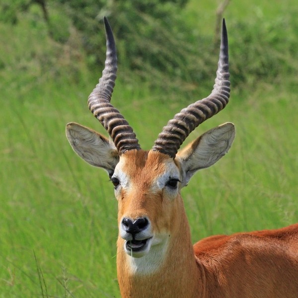 Ugandan kob (Kobus kob thomasi) male head