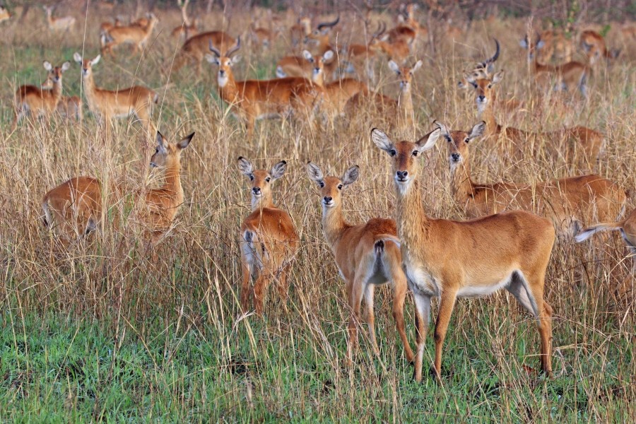Ugandan kobs (Kobus kob thomasi) females and males