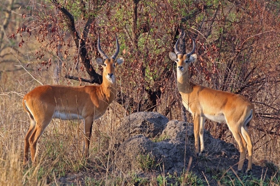 Ugandan kobs (Kobus kob thomasi) males