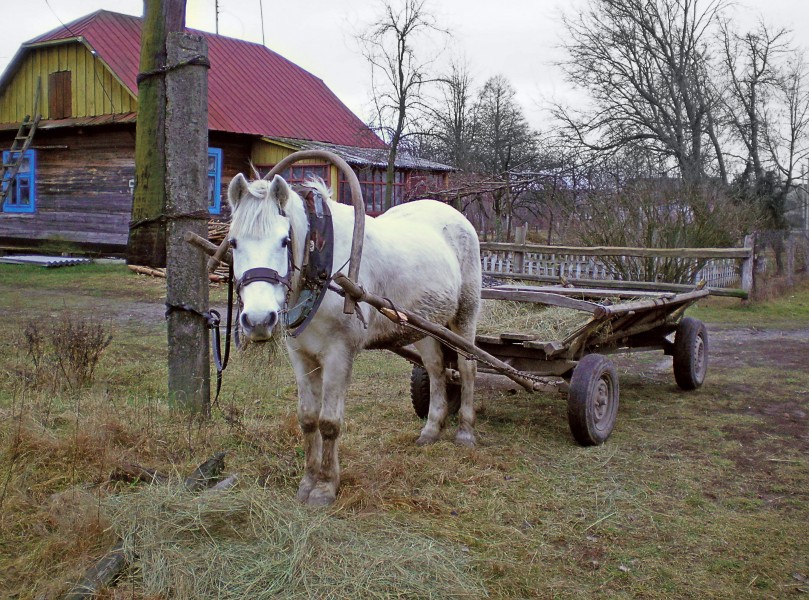 Ukraine Pferd wartet