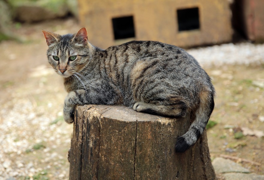 Une des chattes tigrées