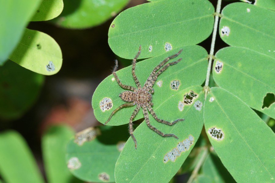 Unidentified Philodromidae 07107