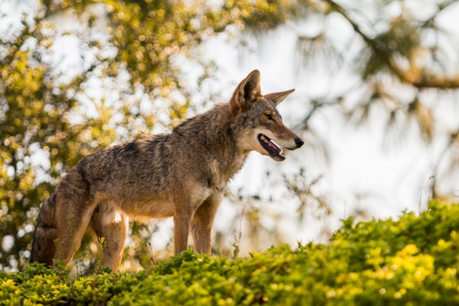 Urban Coyotes (35970276994)