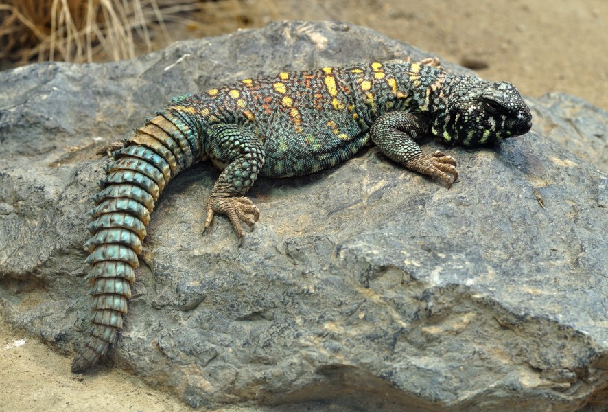 Uromastyx ocellata qtl1