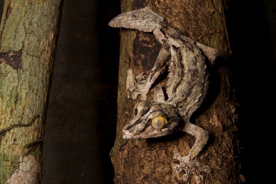 Uroplatus sikorae? (15906263262)