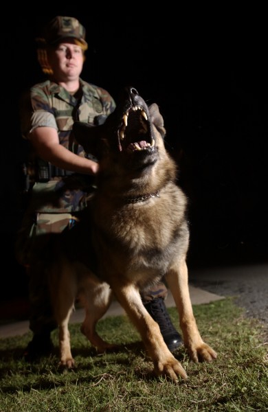 US Navy 030528-N-5862D-271 Master-at-Arms 1st Class Adriana Gamina and her three-year-old German Sheppard Yossi are responsible for searching and detecting illegal drugs as well as various patrols during their watches