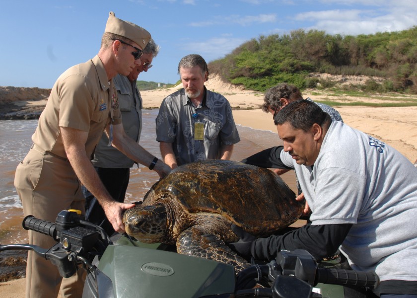 US Navy 090513-N-0535P-032 KEKAHA, Hawaii (May 13, 2009) - Capt. Aaron Cudnohufsky, left, commanding officer of the Pacific Missile Range Facility, Barking Sands, along with other volunteers removes an injured green sea turtle